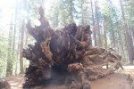 Felled sequoia, Yosemite National&nbsp;Park