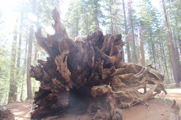 Felled sequoia, Yosemite National Park
