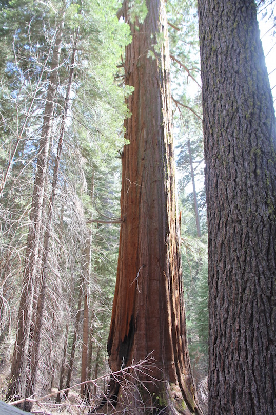 Giant sequoia, Yosemite,National Park