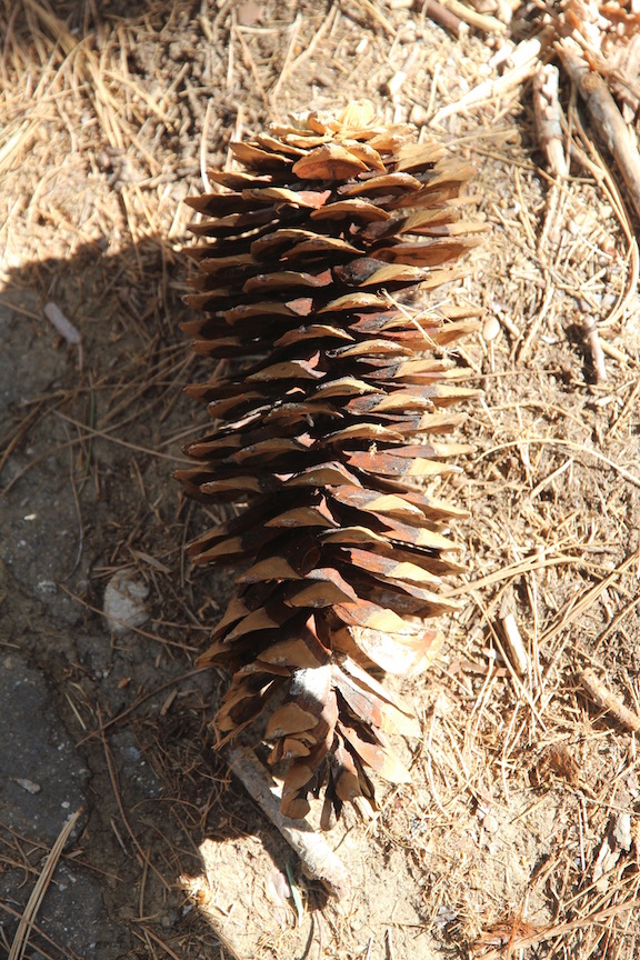 Sequoia cone