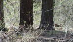 Deer in Yosemite