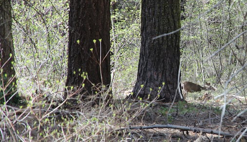 Deer in Yosemite