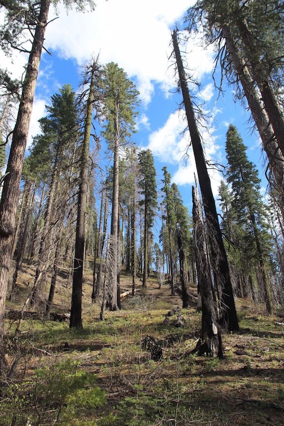 Trees in Yosemite National Park