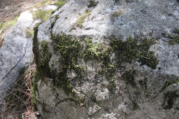 Moss, Yosemite