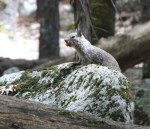 Squirrel, Yosemite