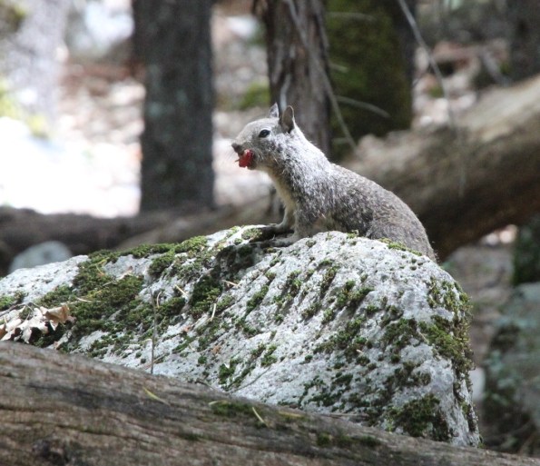 Squirrel, Yosemite