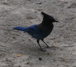 Stellar’s Jay, Yosemite