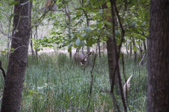 Mule deer, Zion National Park
