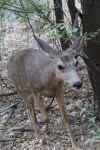 Mule deer, Zion National&nbsp;Park