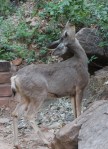 Mule deer, Zion National&nbsp;Park