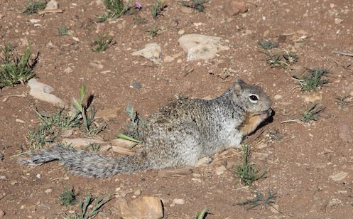 Squirrel, Grand Canyon