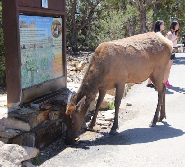 Deer, Grand Canyon