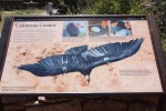California Condor, Grand&nbsp;Canyon
