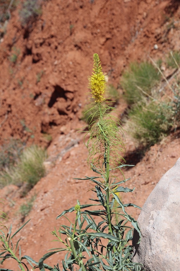 Plant life, Park Avenue, Arches National Park