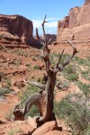 Plant life, Park Avenue, Arches National&nbsp;Park