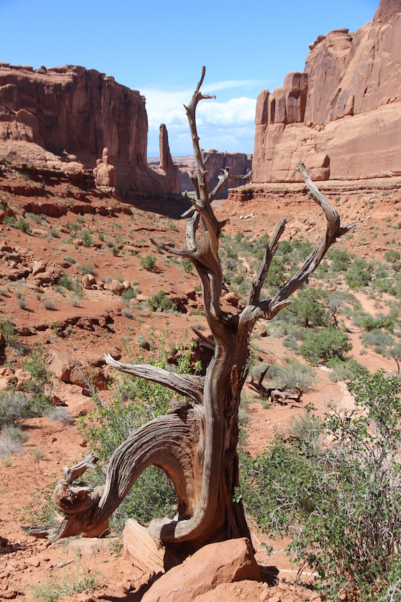 Plant life, Park Avenue, Arches National Park