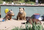 Dogs in the&nbsp;garden