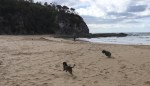 Dogs at the&nbsp;beach