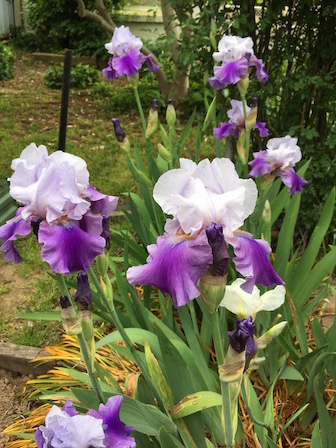 Maggie's irises