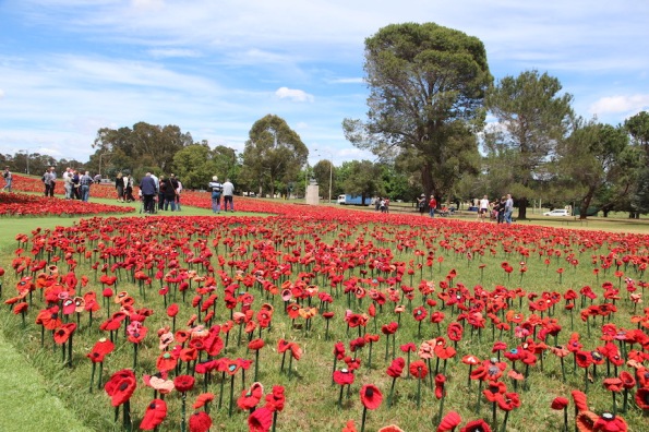A field of poppies in Australia