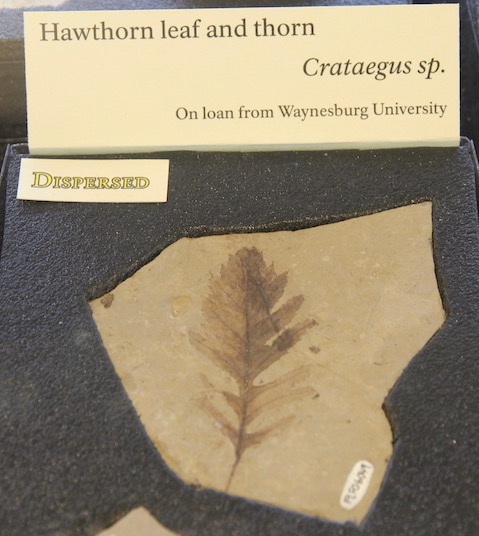 Hawthorn leaf and thorn