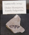 Lanternfly