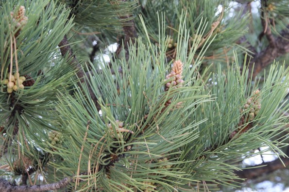Florissant Fossil Beds
