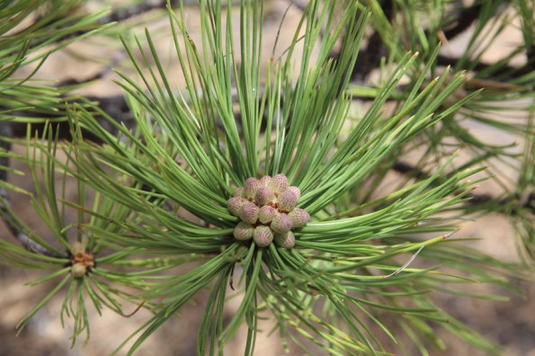 Florissant Fossil Beds