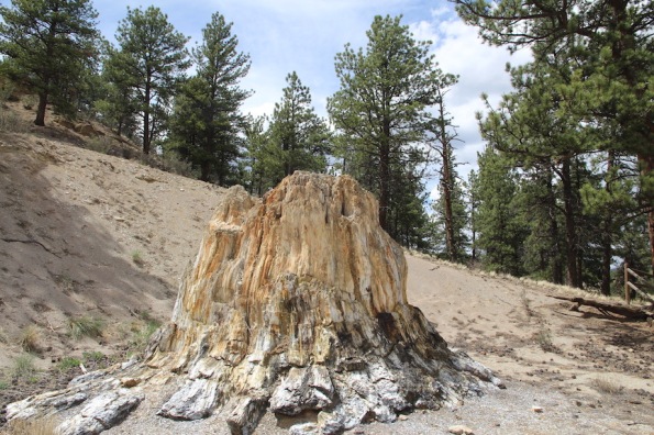 petrified stump at Florissant Fossil Beds