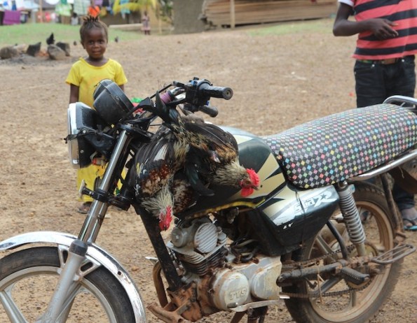 chickens on motorbike