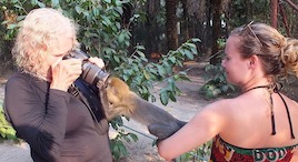 taking a picture of a Campbell monkey