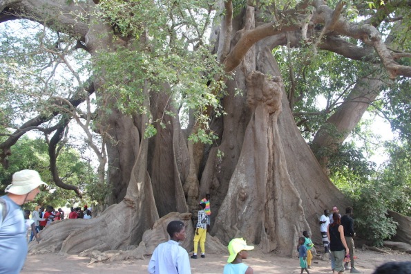 Sacred tree, Senegal, Abéné