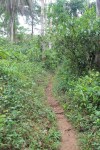 Path to vine bridge, Guinea, West&nbsp;Africa