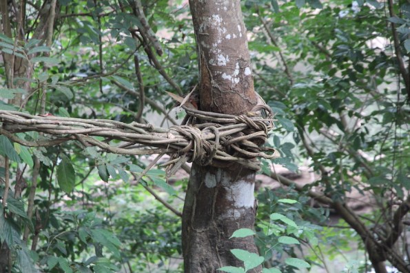 Vine bridge, Guinea, West Africa