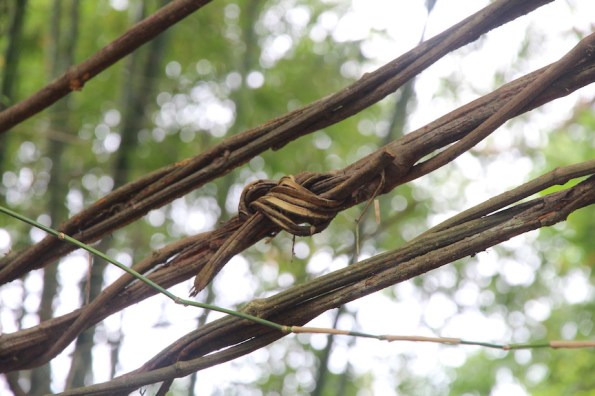 Vine bridge, Guinea, West Africa