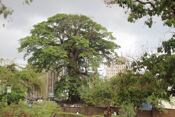 The Cotton Tree, Freetown, Sierra Leone