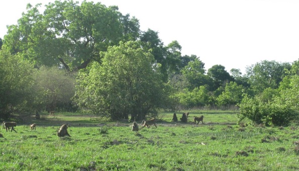 Baboons in Ghana, Mole National Park