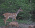 Antelope, Mole National Park,&nbsp;Ghana