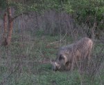 Warthog, Mole National Park,&nbsp;Ghana