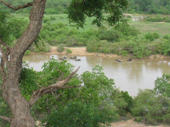 Elephants, Mole National Park, Ghana