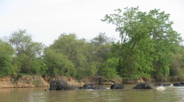 Elephants, Mole National Park, Ghana