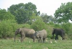 Elephants, Mole National Park,&nbsp;Ghana