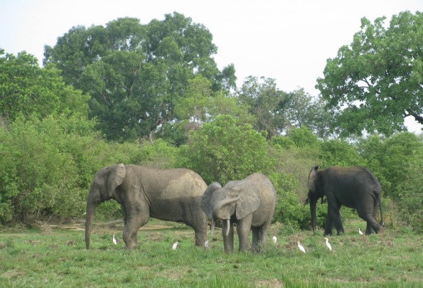 Elephants, Mole National Park, Ghana