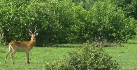 Antelope, Mole National Park, Ghana