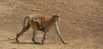 Monkey, Mole National Park,&nbsp;Ghana
