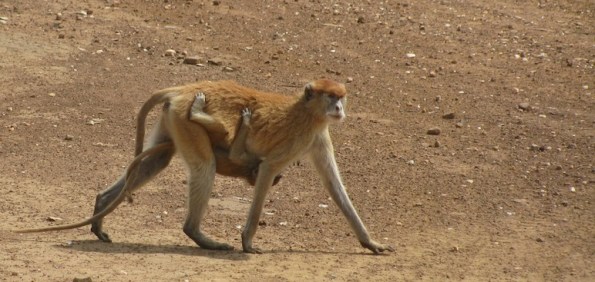 Monkey, Mole National Park, Ghana