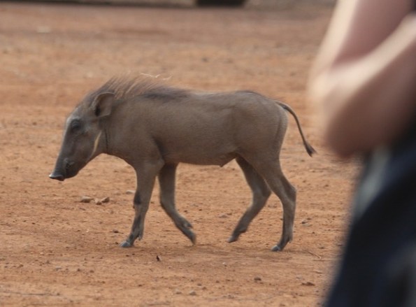 Warthog, Mole National Park, Ghana