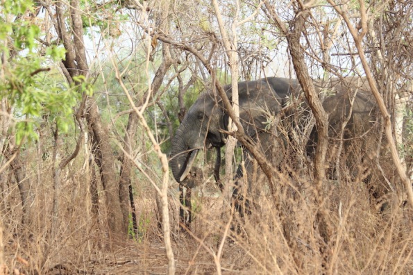Elephant, Mole National Park, Ghana