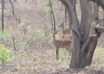 Antelope, Mole National Park,&nbsp;Ghana