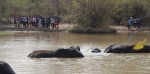 Elephants, Mole National Park,&nbsp;Ghana